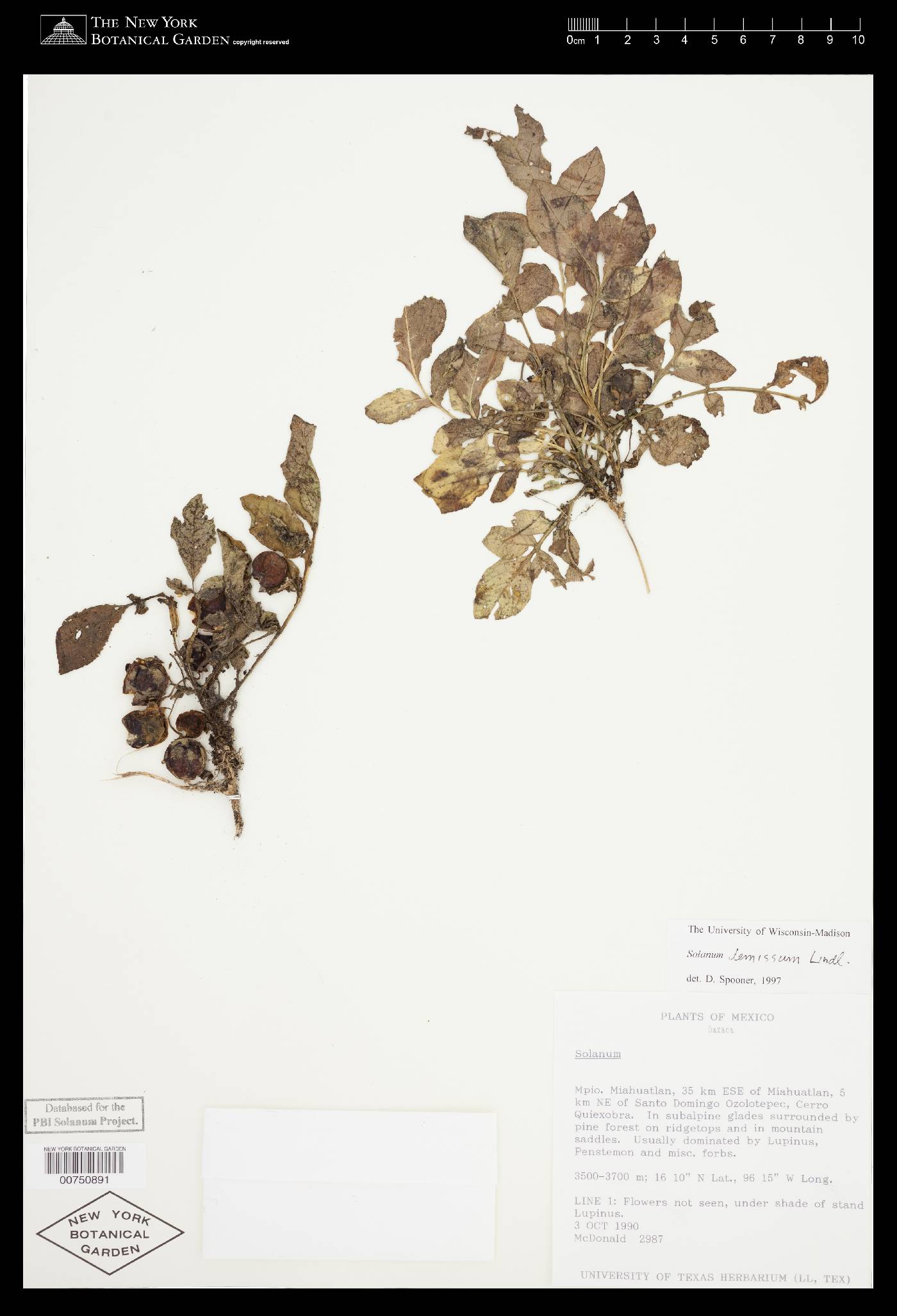 Solanum demissum image