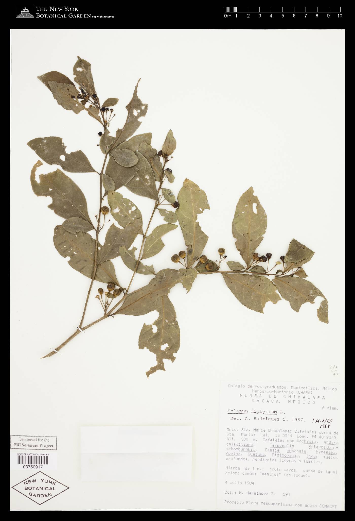 Solanum diphyllum image