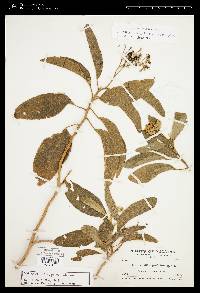 Solanum donianum image