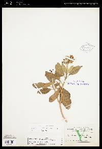 Solanum donianum image