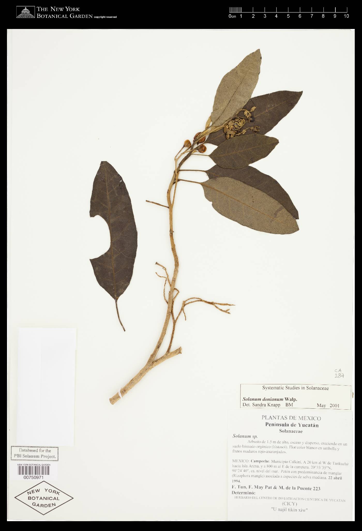 Solanum donianum image