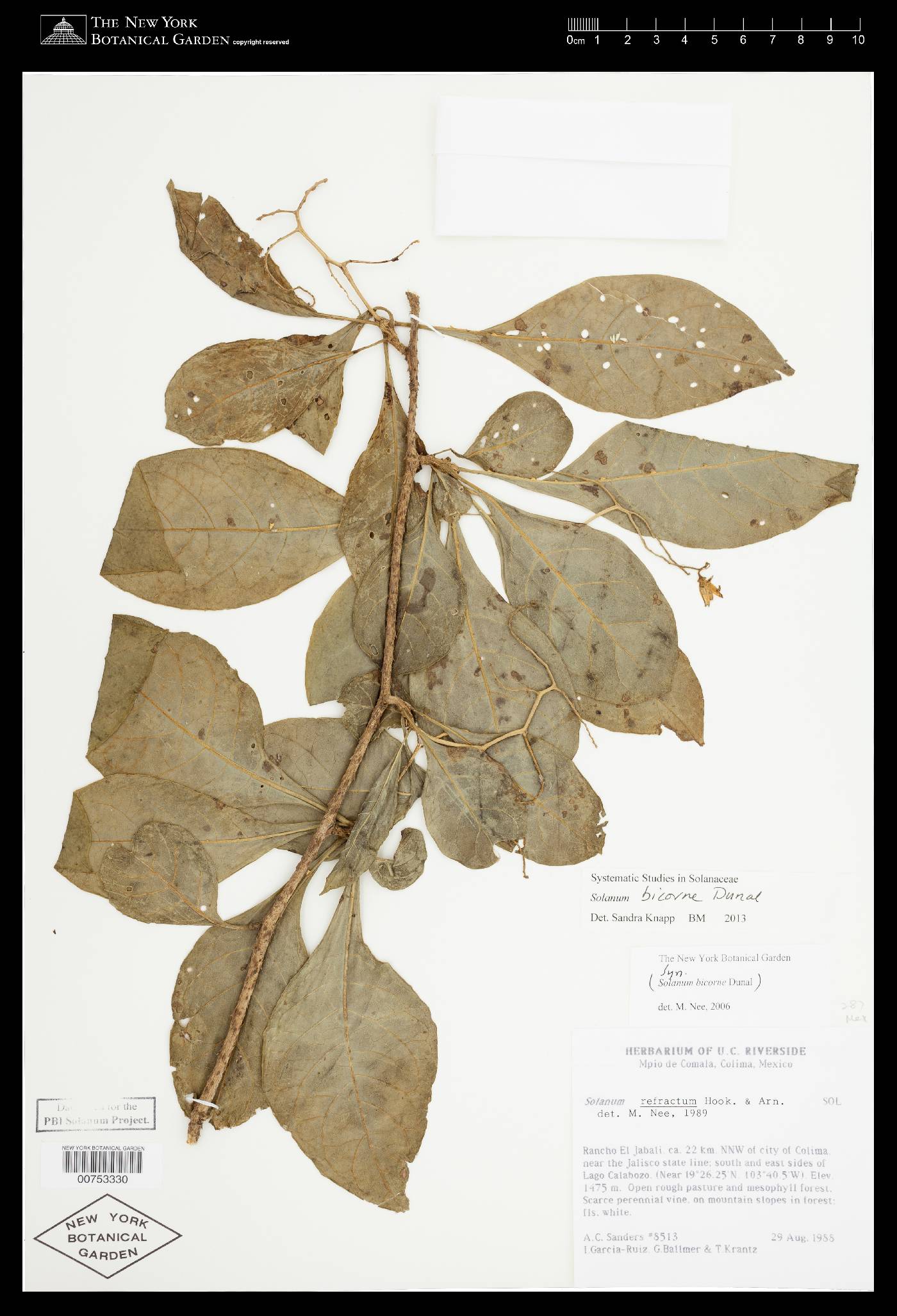 Solanum refractum image