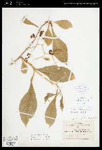 Solanum bicorne image