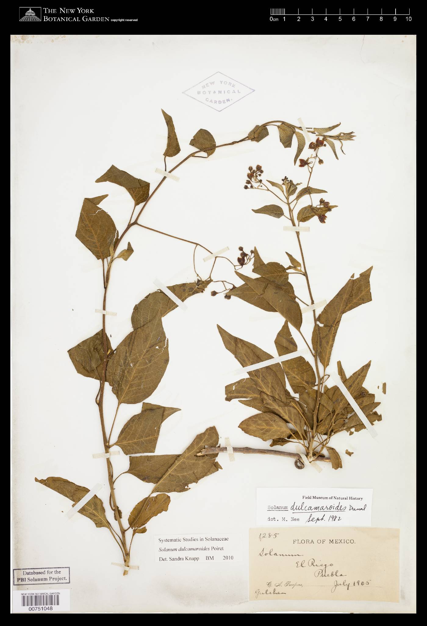 Solanum dulcamaroides image