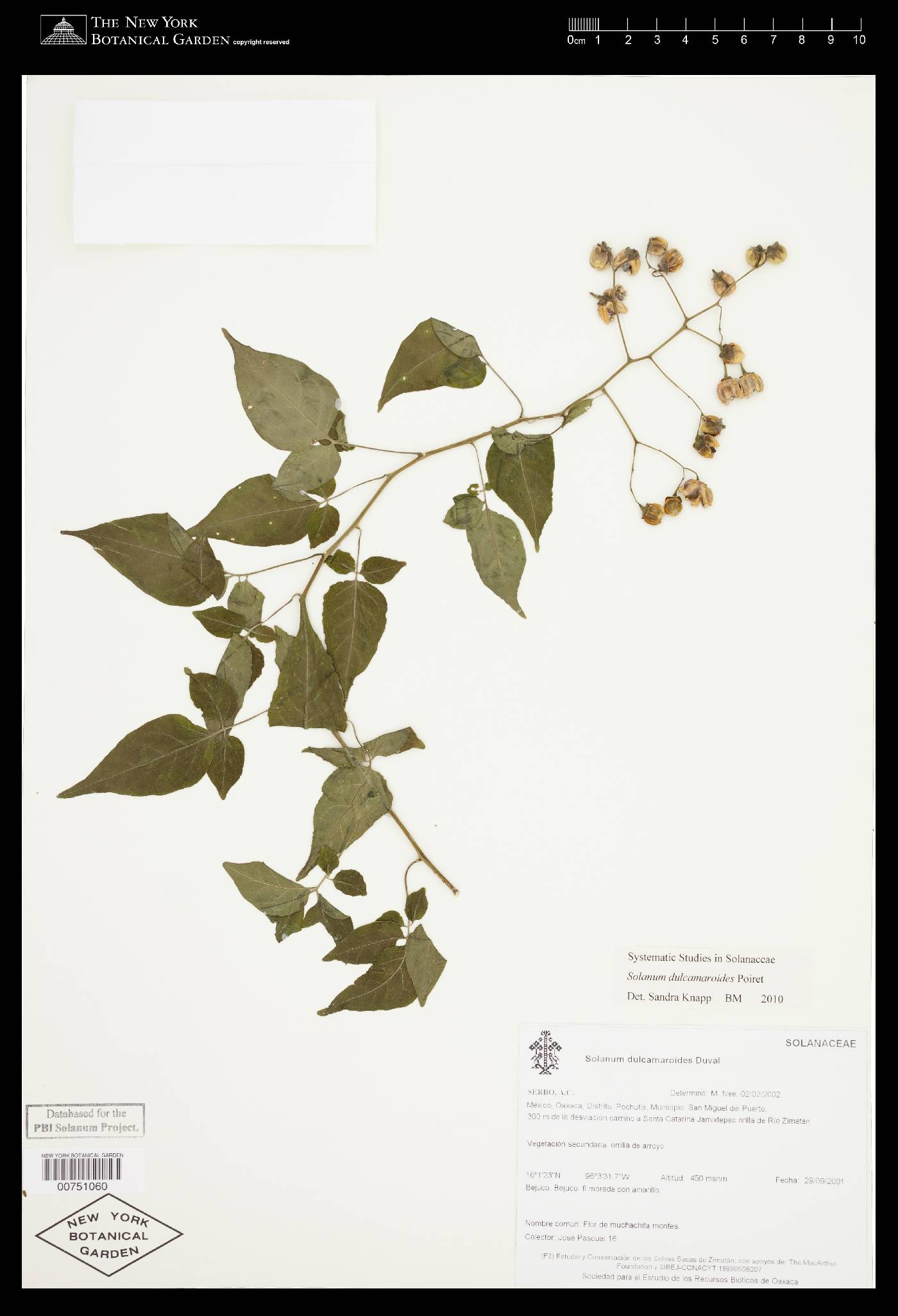 Solanum dulcamaroides image