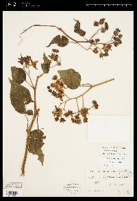 Solanum dulcamaroides image