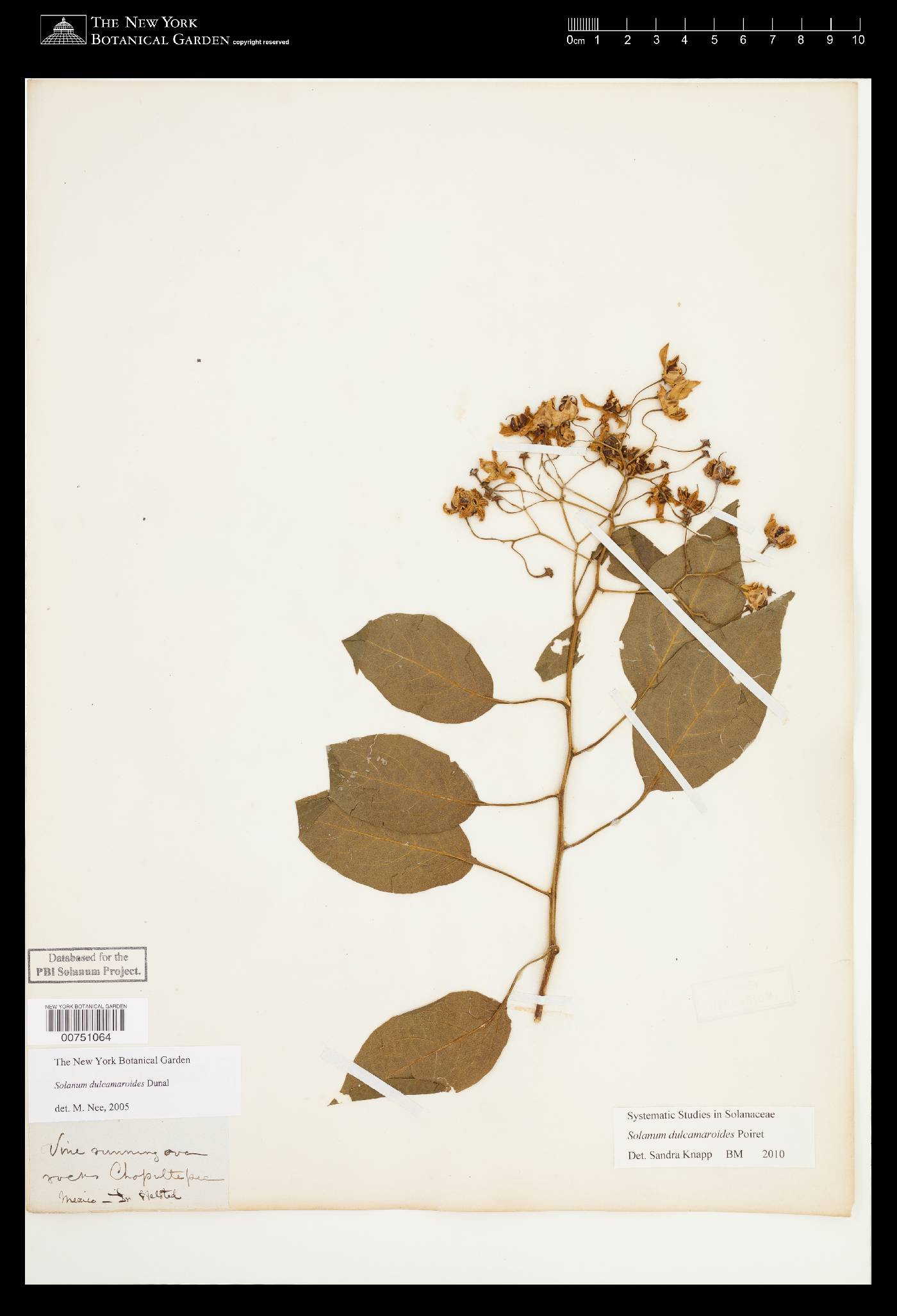Solanum dulcamaroides image