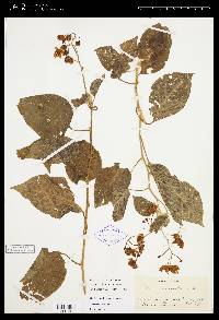 Solanum dulcamaroides image