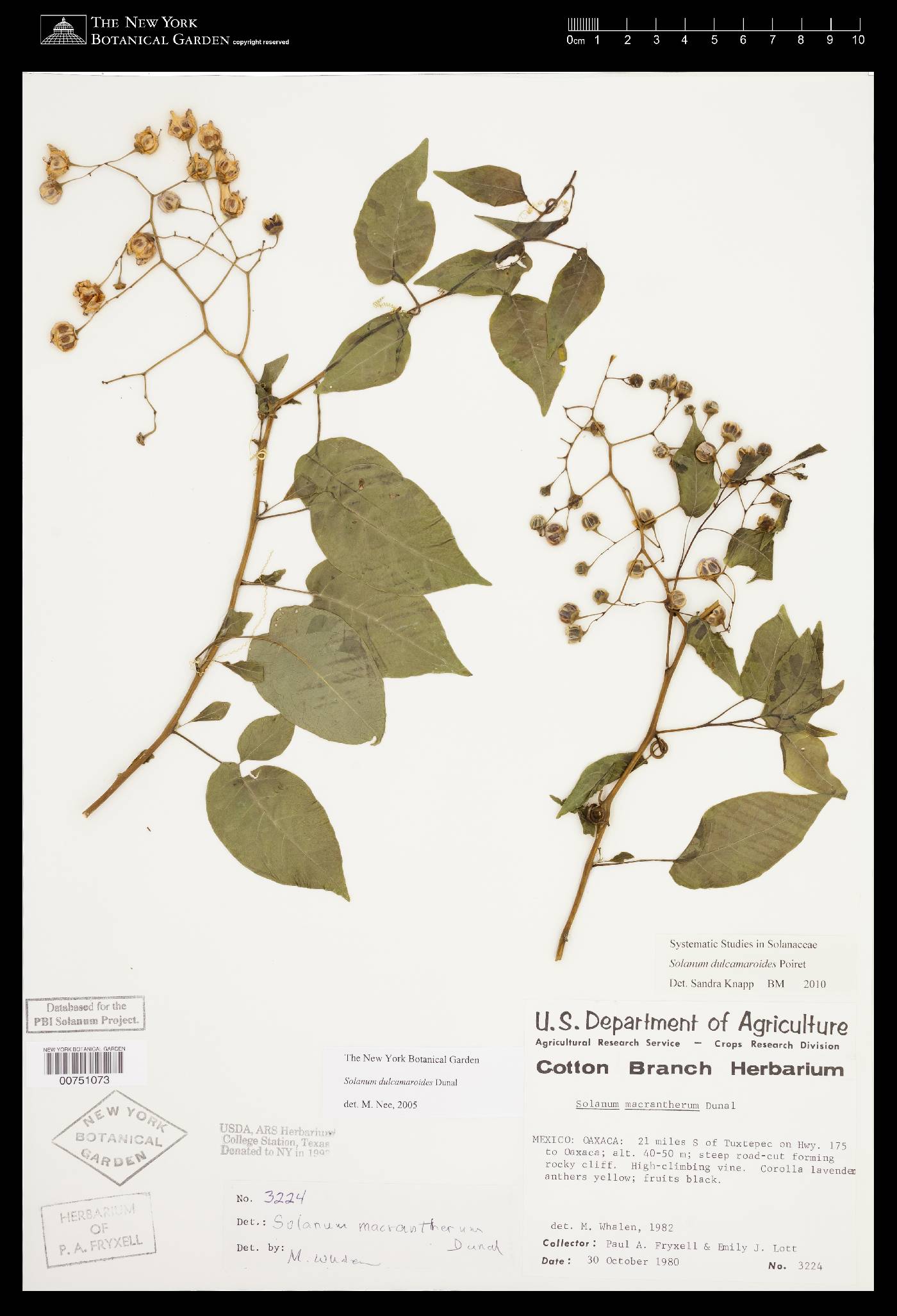 Solanum dulcamaroides image