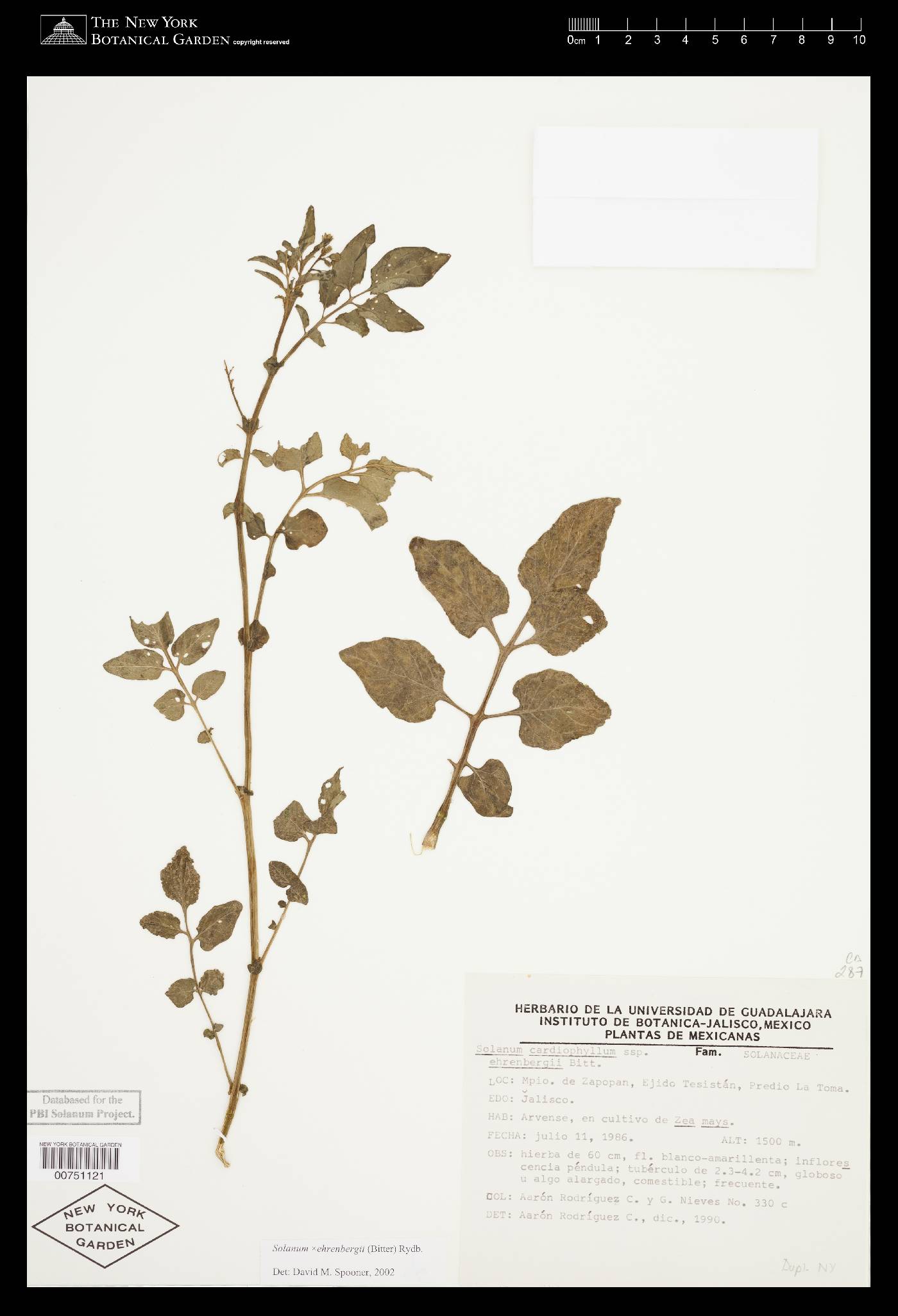 Solanum ehrenbergii image