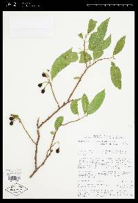 Solanum nigricans image