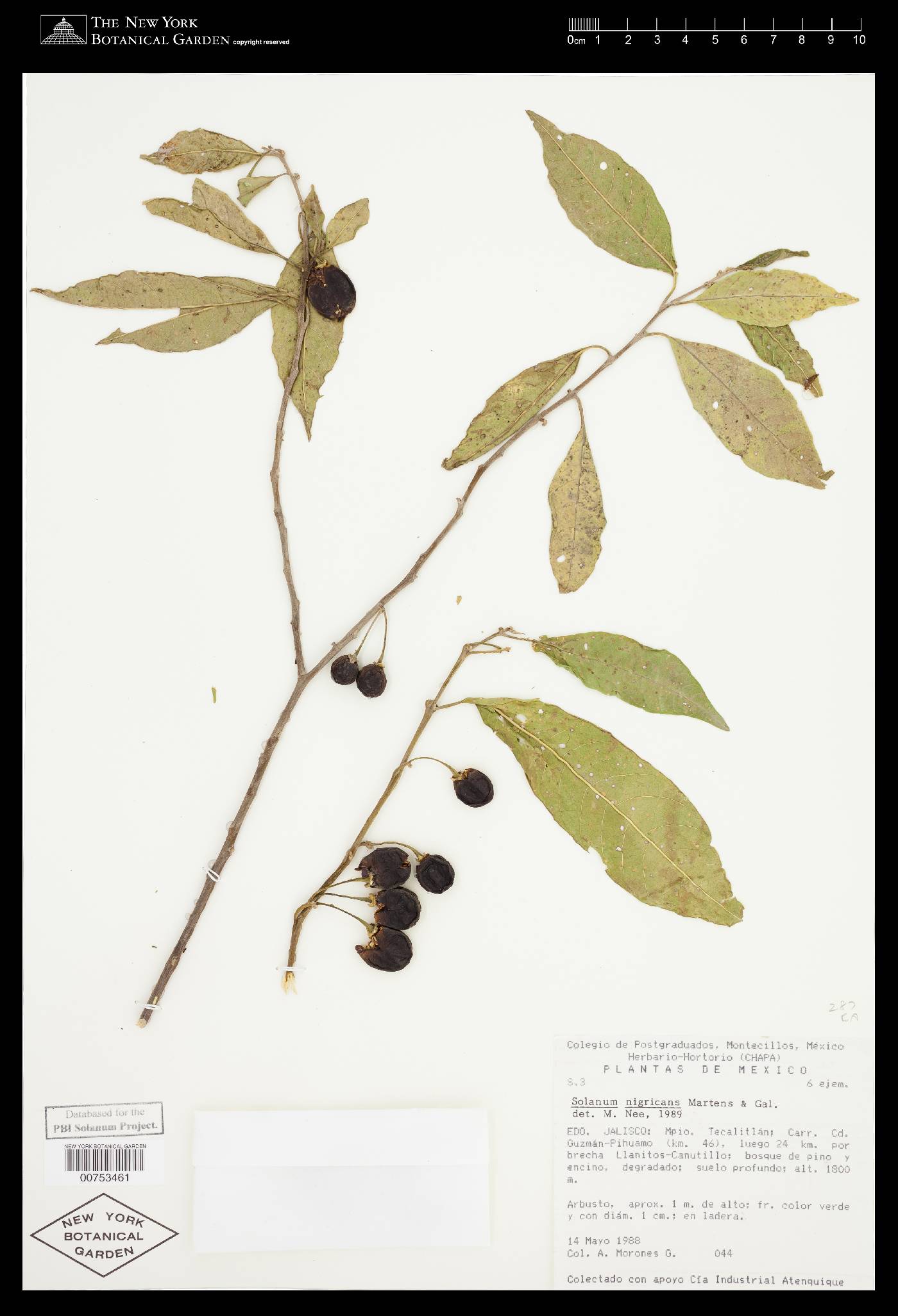 Solanum nigricans image