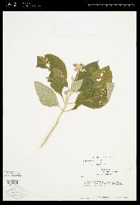 Solanum hazenii image