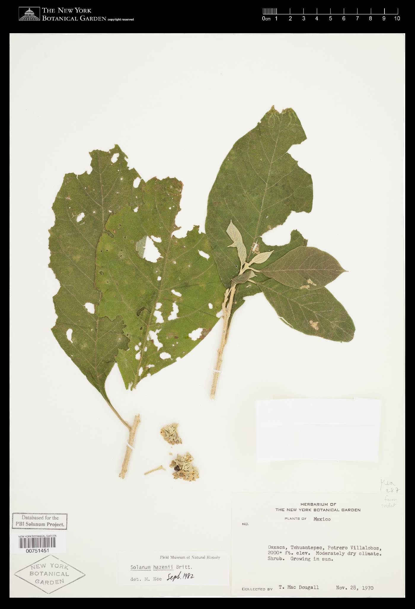 Solanum hazenii image