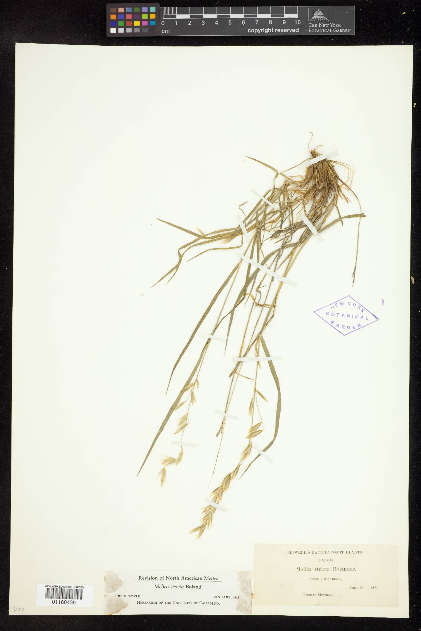 Melica stricta image