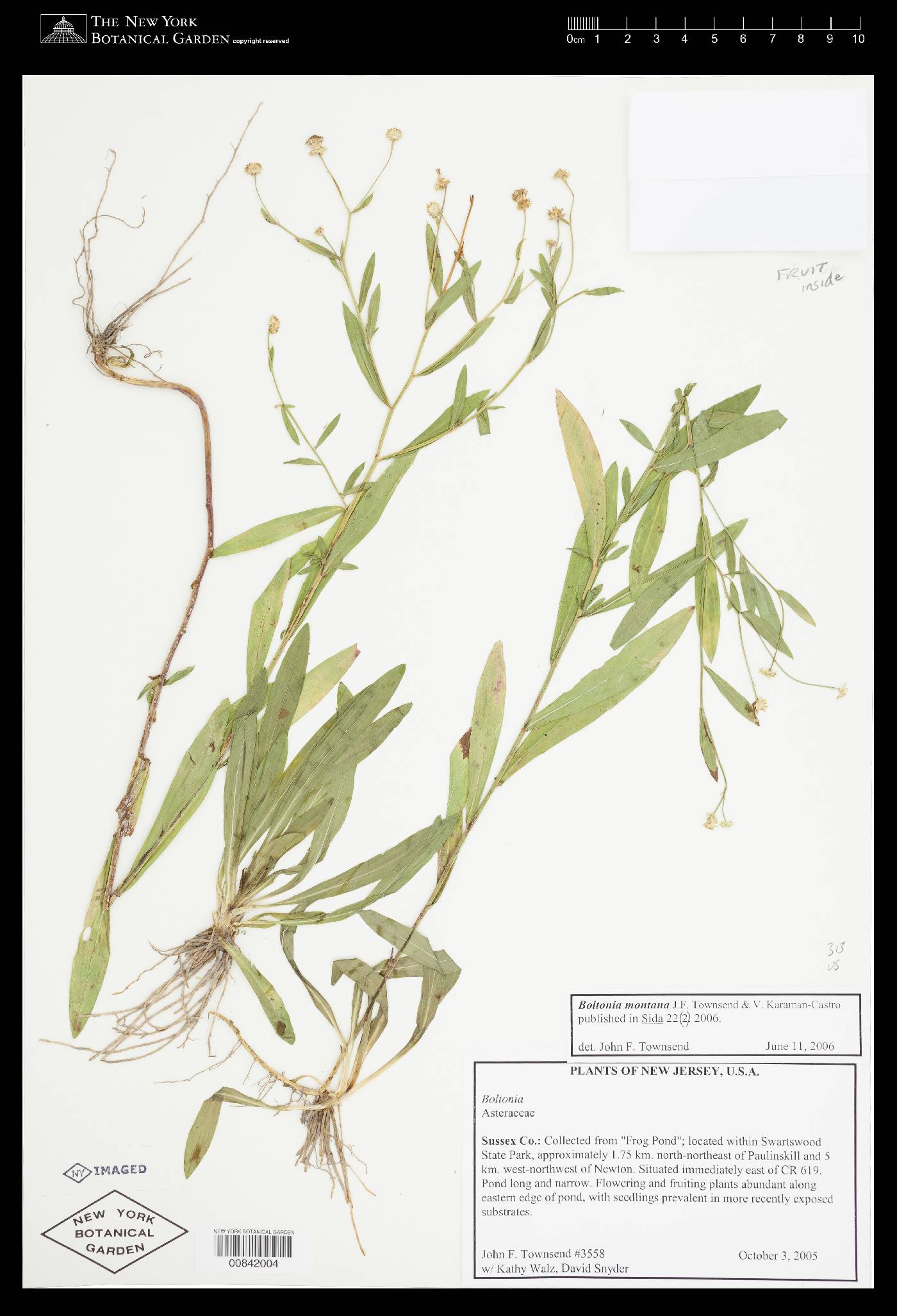 Boltonia montana image