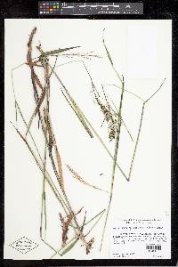 Dichanthelium dichotomum subsp. mattamuskeetense image