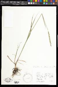 Elymus trachycaulus subsp. trachycaulus image