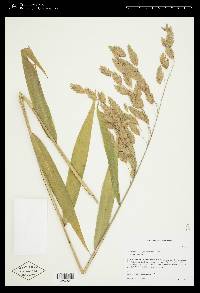 Chasmanthium latifolium image