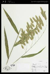 Chasmanthium latifolium image