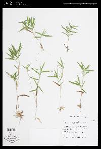 Panicum acuminatum image