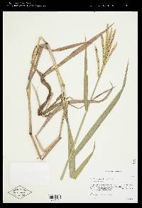 Paspalum pubiflorum image