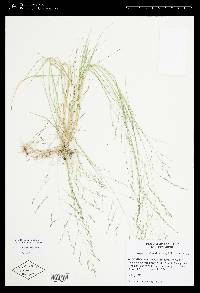 Eragrostis pilosa image