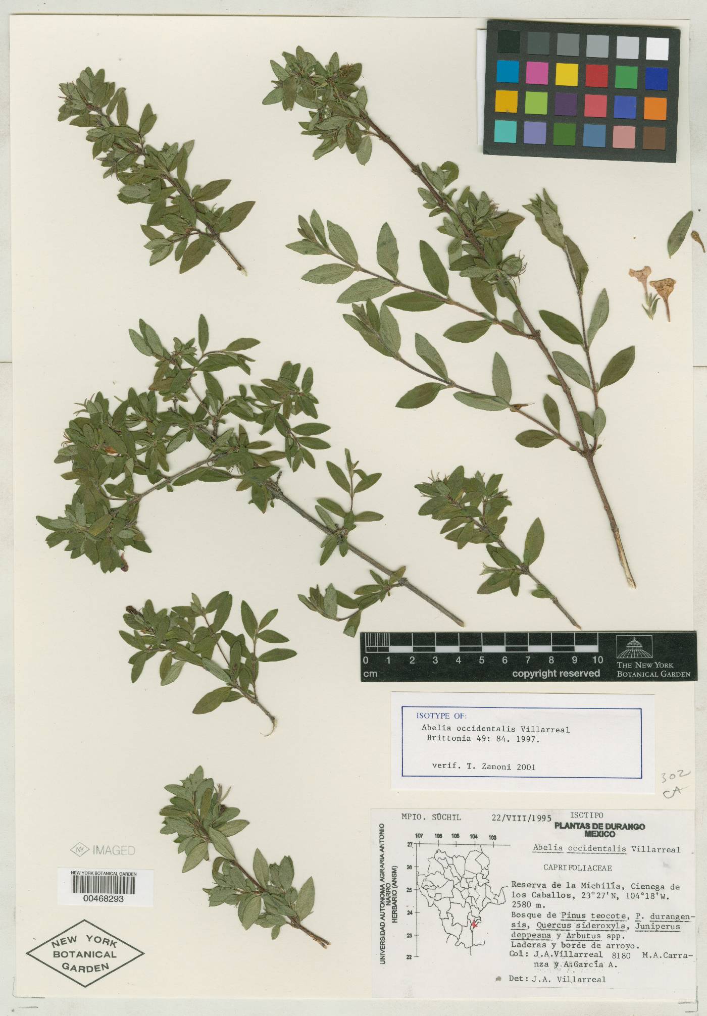 Abelia occidentalis image