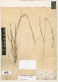 Eriochloa sericea image