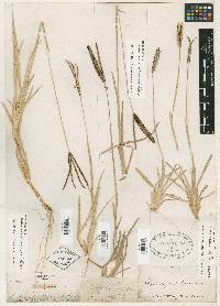 Eustachys petraea image