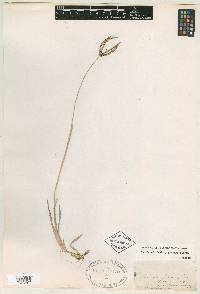 Eustachys petraea image