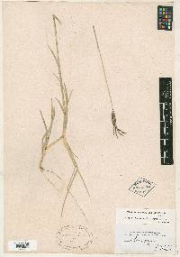 Eustachys petraea image