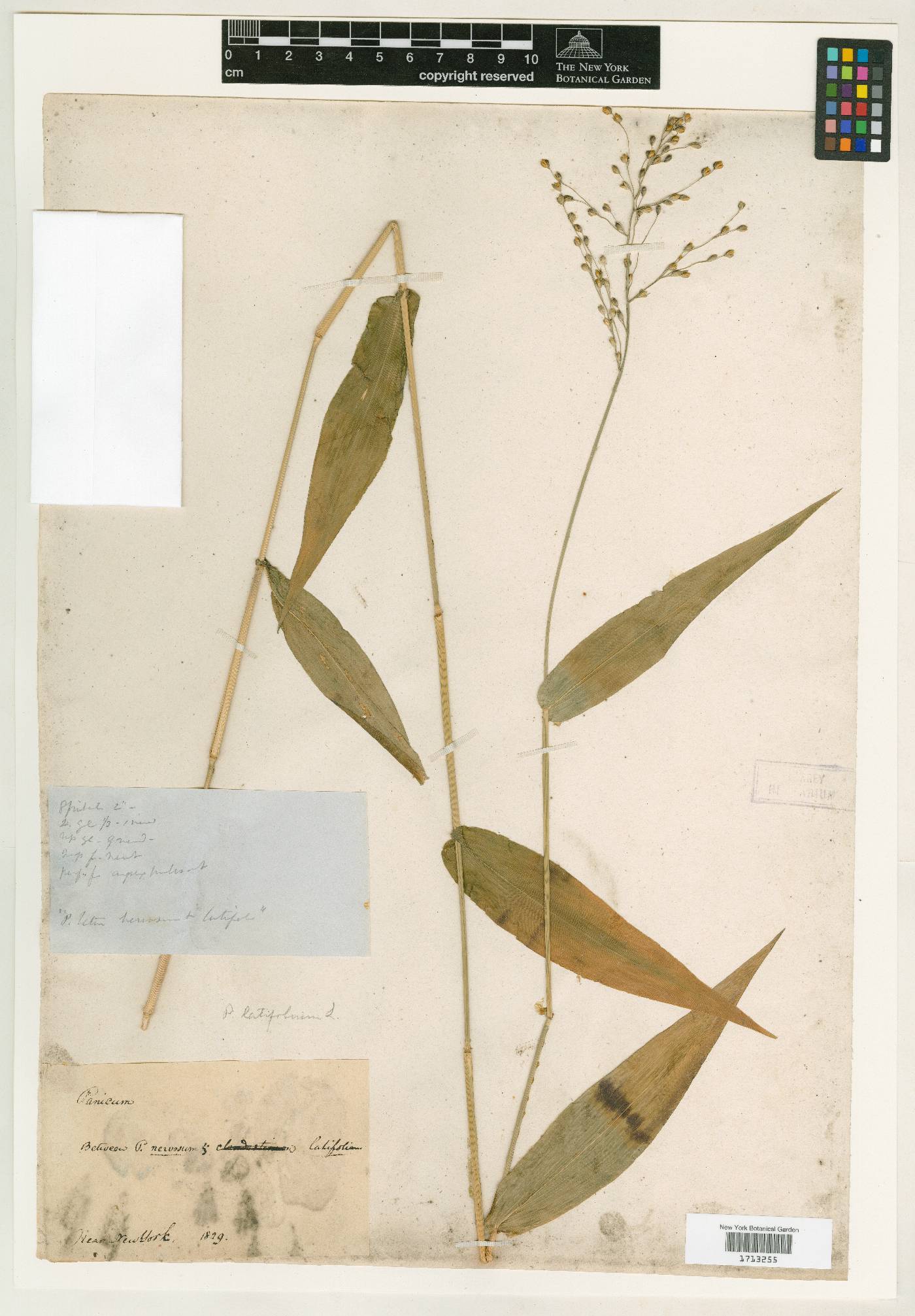 Dichanthelium latifolium image