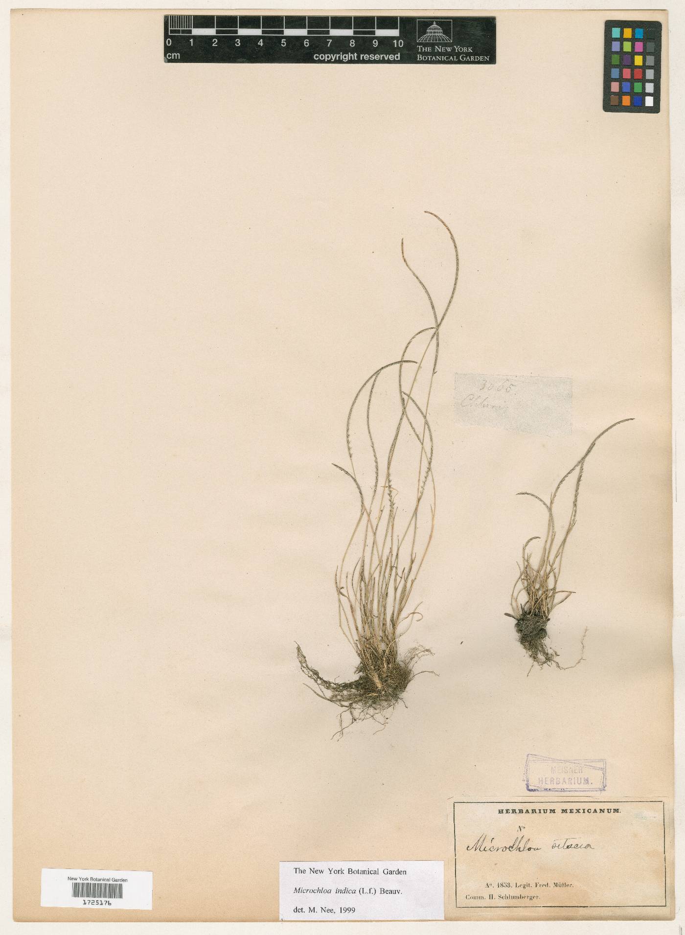 Microchloa indica image