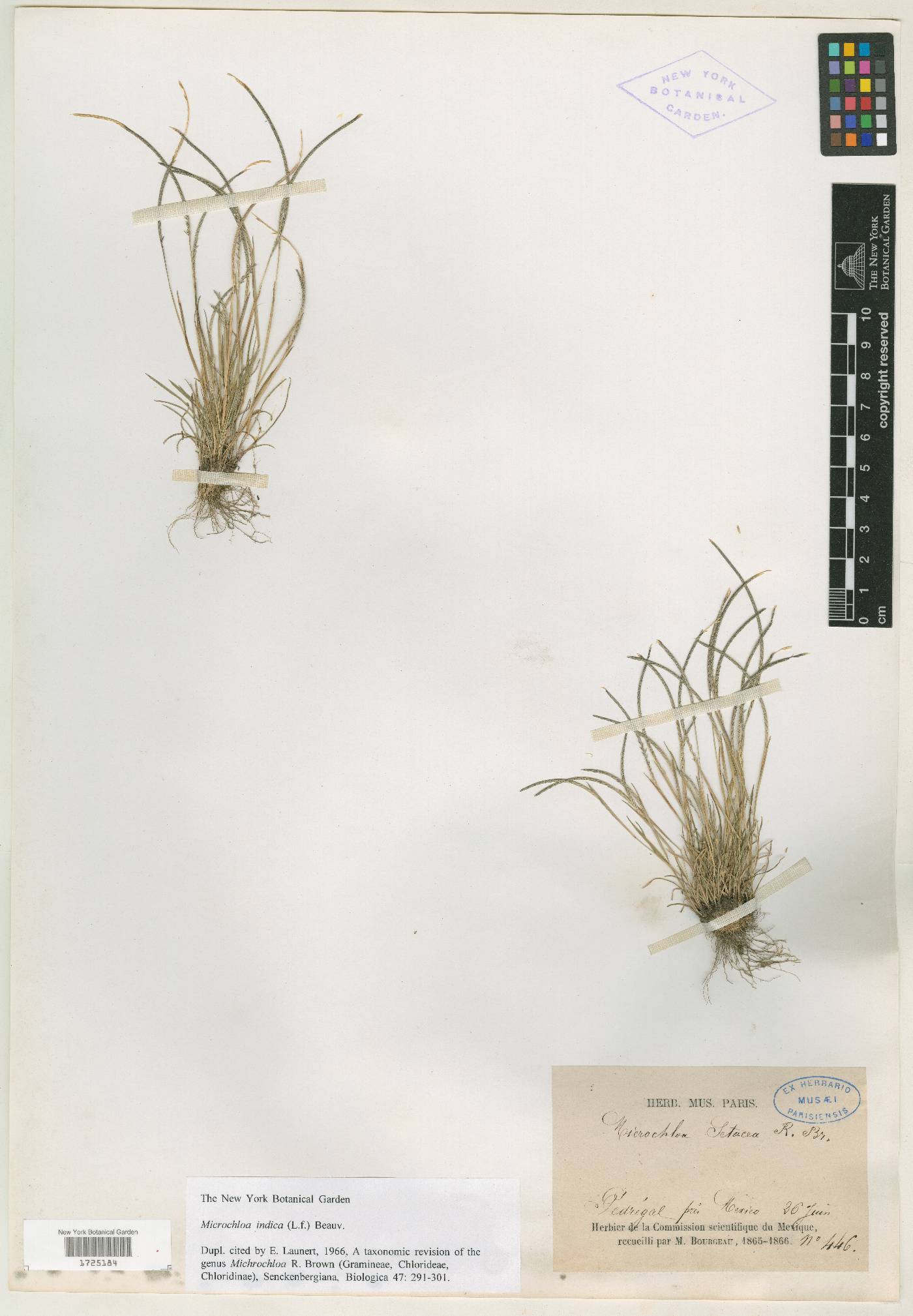 Microchloa indica image