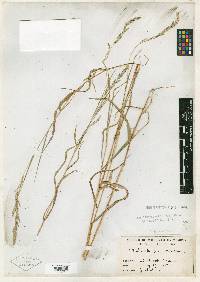 Muhlenbergia mexicana image