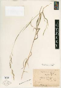 Muhlenbergia mexicana image