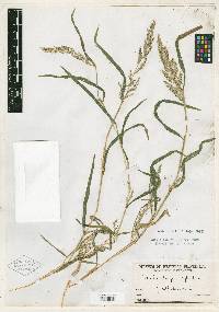 Muhlenbergia mexicana image