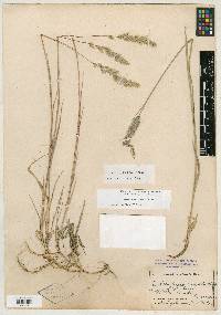 Muhlenbergia andina image