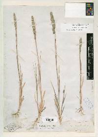 Muhlenbergia andina image