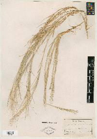 Muhlenbergia asperifolia image