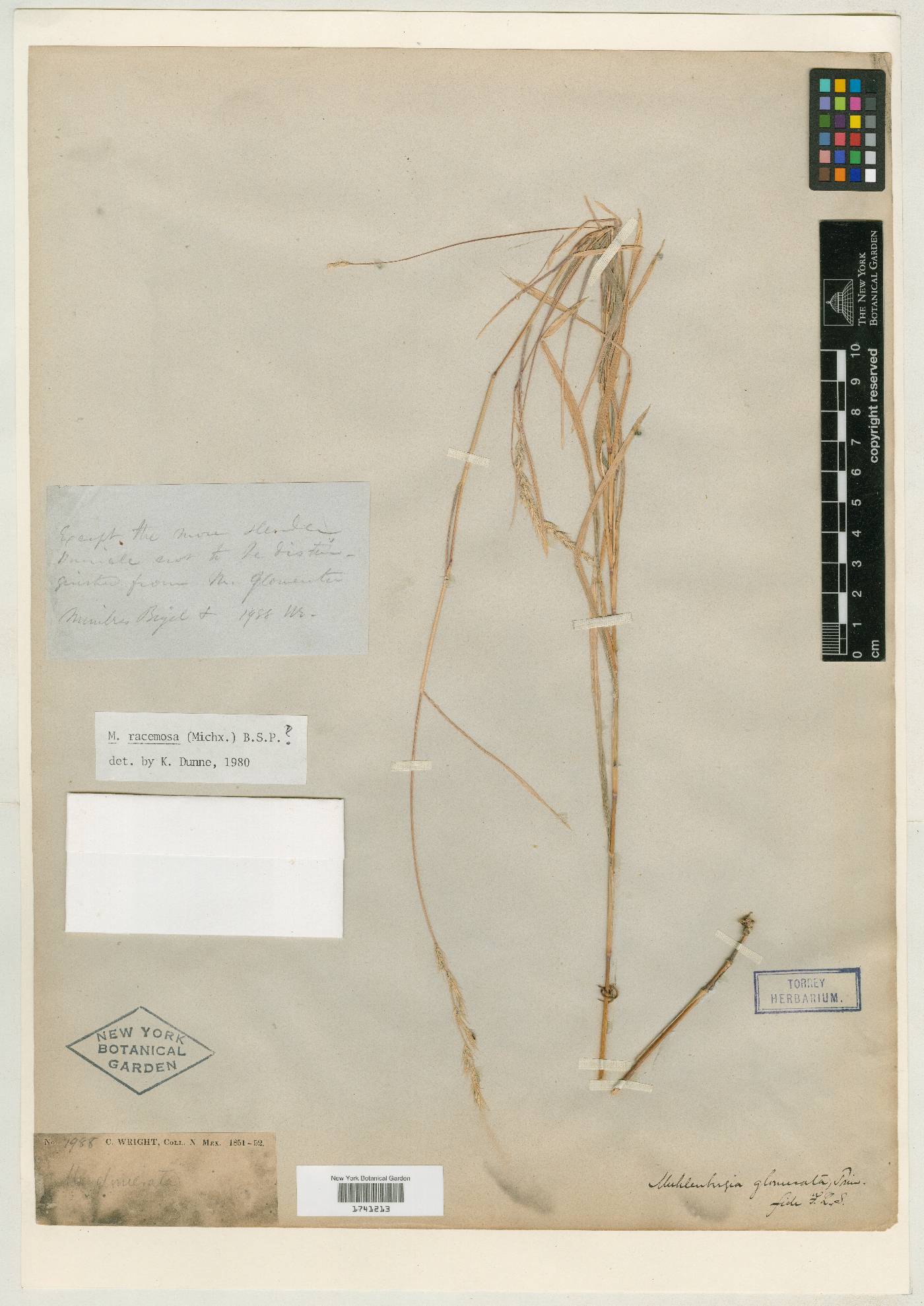 Muhlenbergia racemosa image