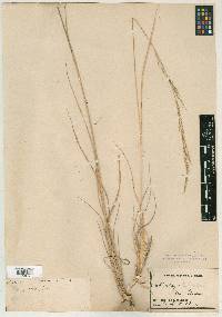 Muhlenbergia rigida image