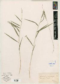 Muhlenbergia sobolifera image