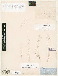 Muhlenbergia texana image