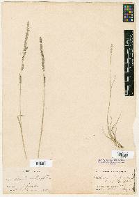 Muhlenbergia wrightii image