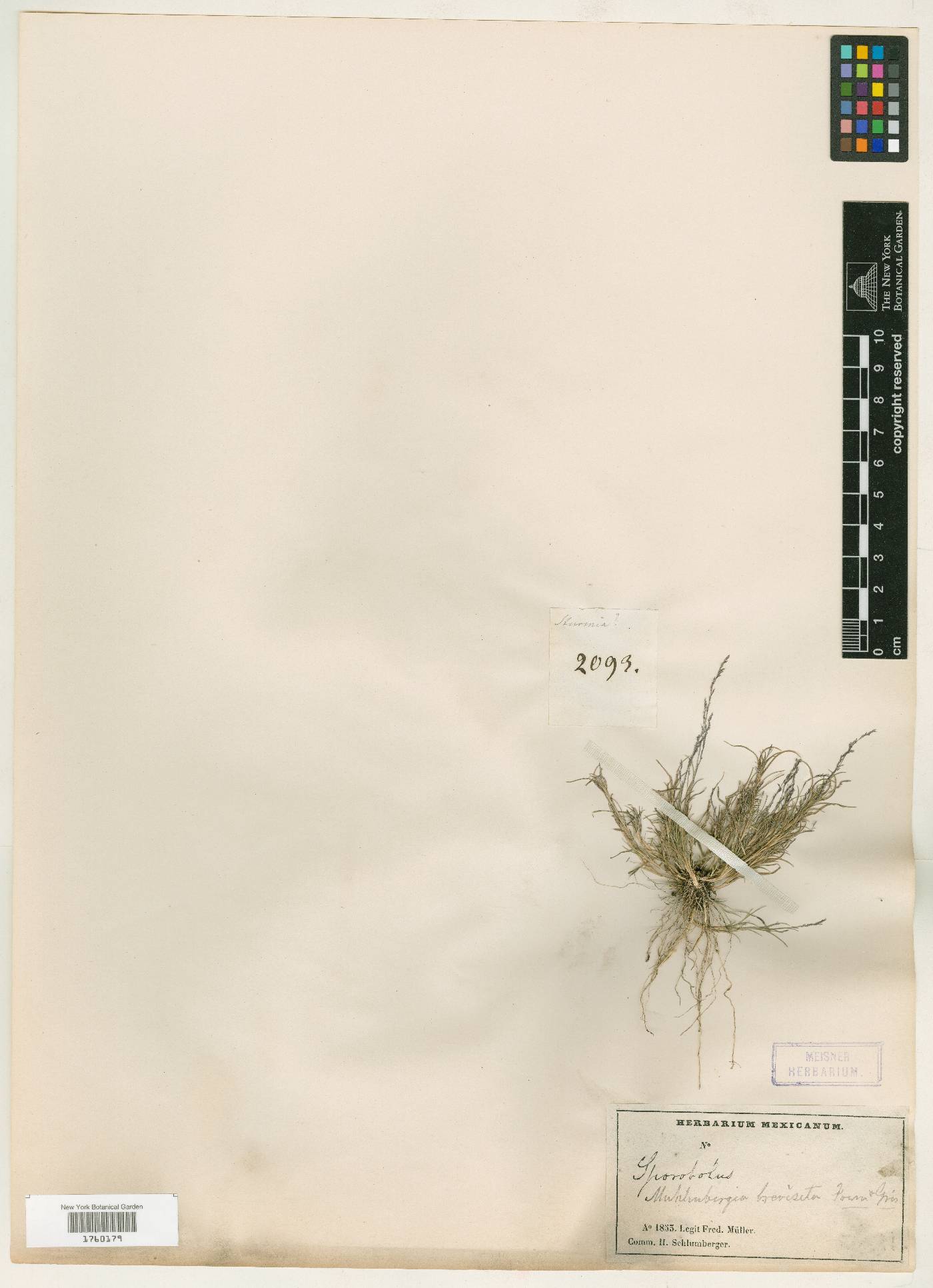 Muhlenbergia breviseta image