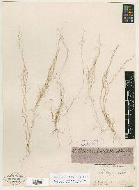 Muhlenbergia ciliata image