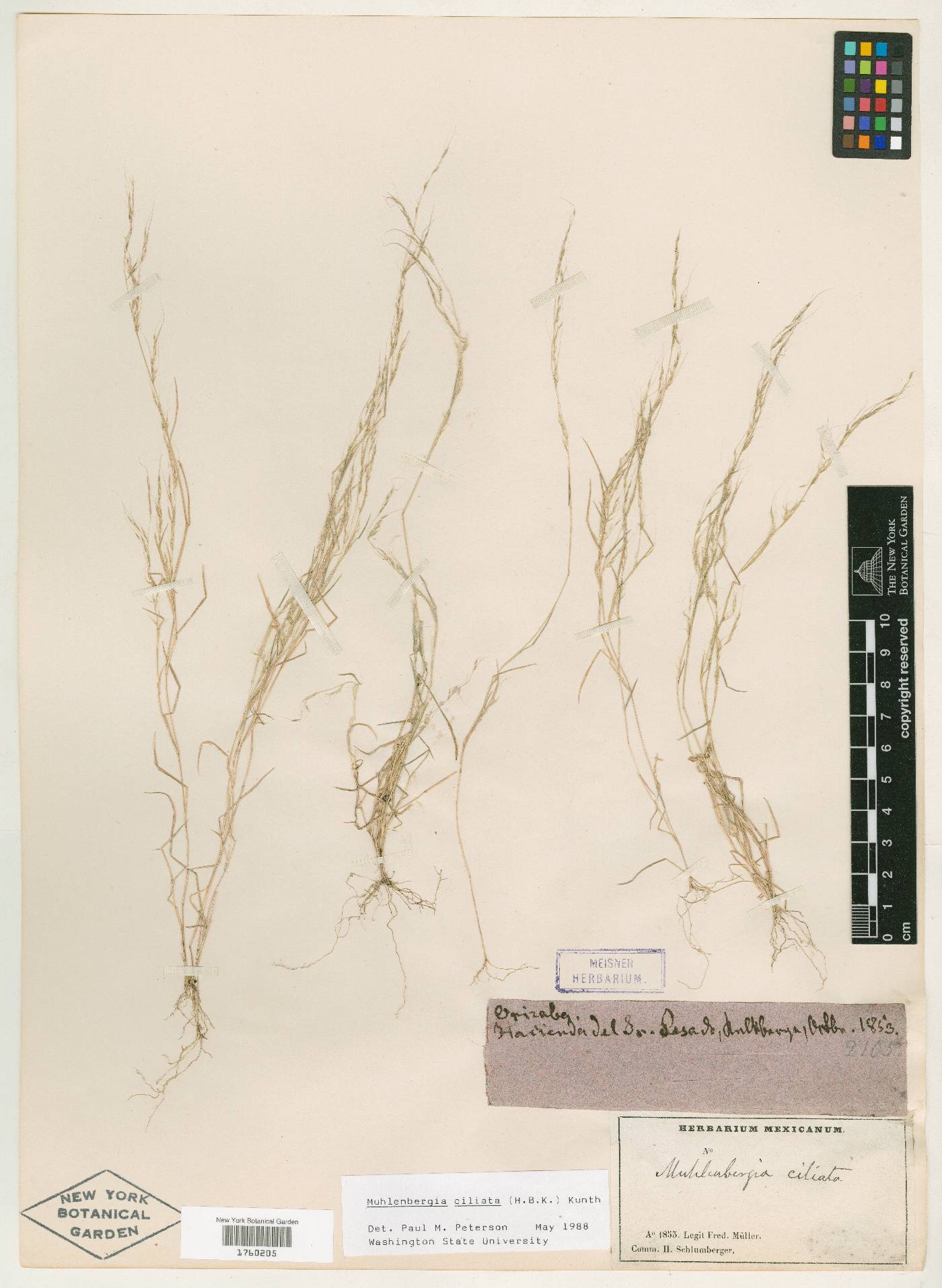 Muhlenbergia ciliata image