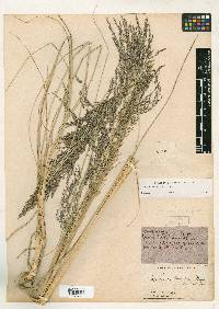 Muhlenbergia gigantea image